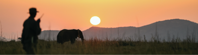 一个戴着帽子的人走在走道上，目不转睛地凝视着夕阳下的非洲风景。草地上有一只大象的剪影。太阳正在远处松软的山上落下。