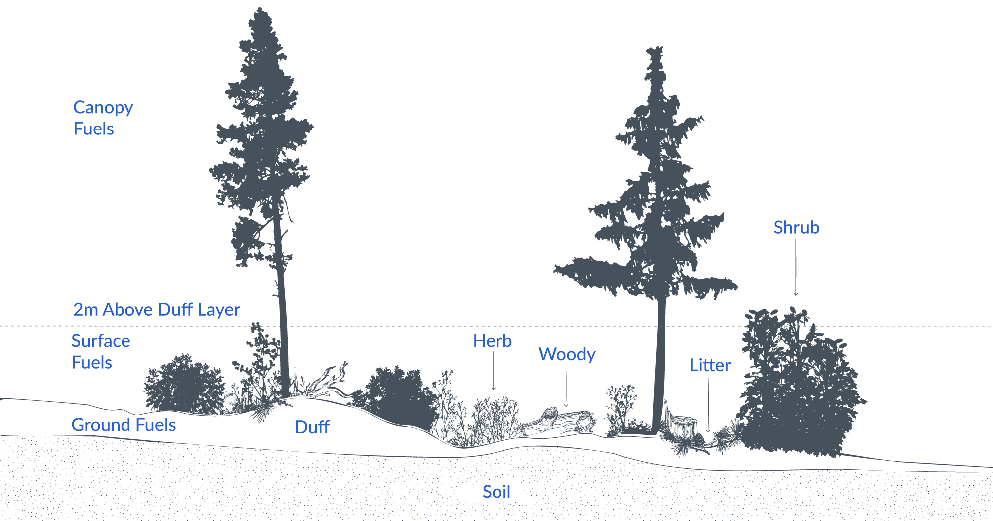 Diagram identifying the different fuels of a forest (canopy, above duff, ground, etc).