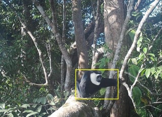 A black monkey with a white mane sits among trees, and is highlighted by a yellow box indicating AI recognition.